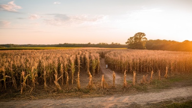 charlestoncalhoun county corn maze